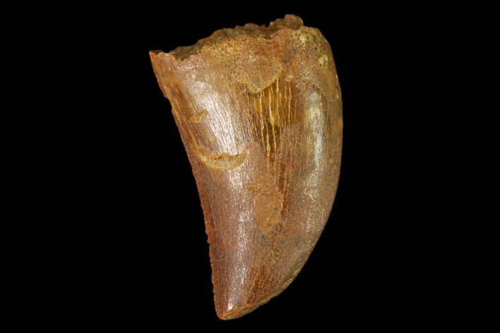 Serrated, Baby Carcharodontosaurus Tooth - Morocco #159307